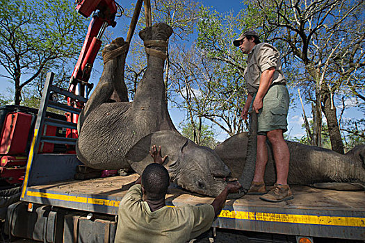 大象,非洲象,装载,捕获,团队,津巴布韦