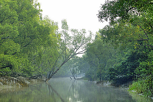 运河,红树林,树林,世界,孙德尔本斯地区,遮盖,区域,水中,库尔纳市,孟加拉,十一月,2005年