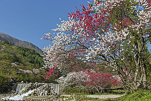 月亮,河,温泉,长野,日本