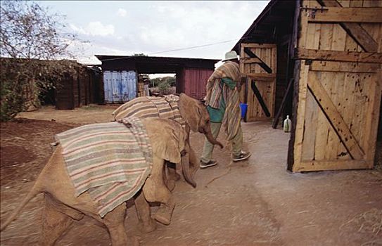 非洲象,谷仓,夜晚,东察沃国家公园,肯尼亚