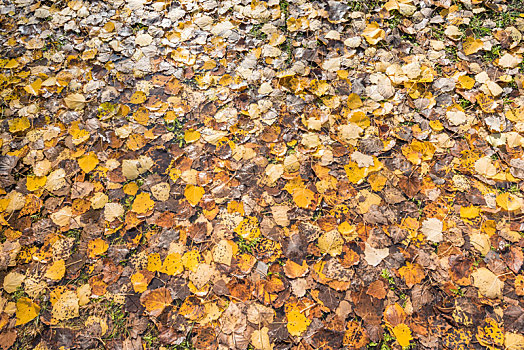 秋季雨后的树叶