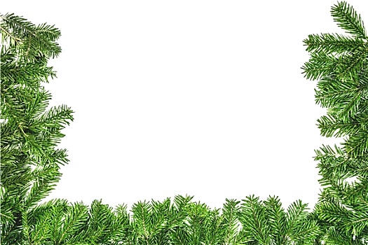 绿色,枝条,圣诞树,白色背景
