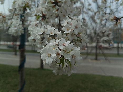 白色梨花