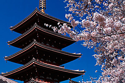 东京,浅草,庙宇,樱花