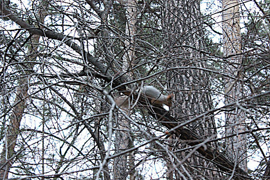 北美灰松鼠,坐在树上,树林,松鼠