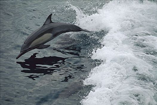 常见海豚,真海豚,跳跃,科特兹海,墨西哥