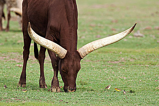 家牛,放牧,肯尼亚
