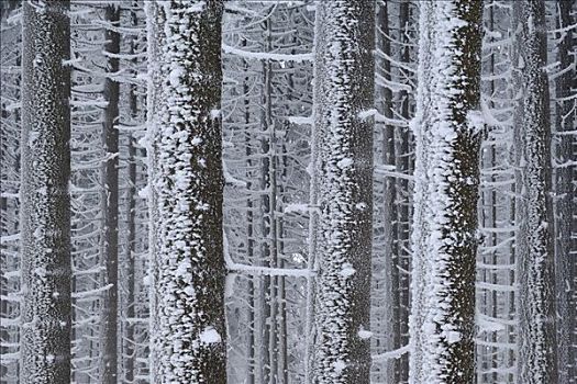 霜,树,冬天,萨克森安哈尔特,布罗肯,德国