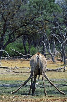 博茨瓦纳,奥卡万戈三角洲,莫雷米禁猎区,南方长颈鹿,长颈鹿,喝