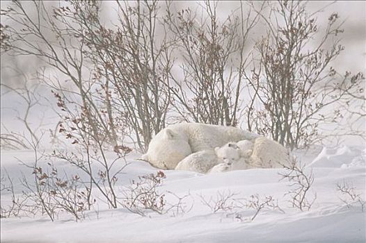 北极熊,母兽,幼兽,睡觉,暴风雪,瓦普斯克国家公园,曼尼托巴,加拿大