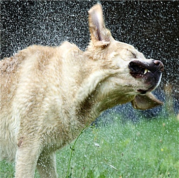 拉布拉多犬,抖动,水