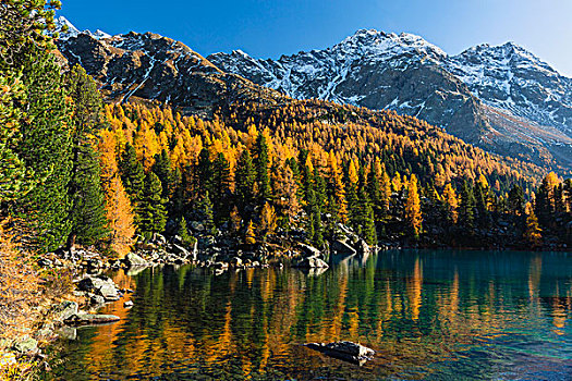 高山湖,围绕,彩色,落叶松属植物,正面,积雪,山色,秋天,博斯齐亚格,草原,恩格达恩,瑞士