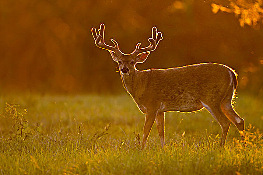 白尾鹿,雄性,天鹅绒,遮盖,鹿角,德克萨斯,美国
