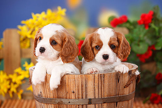 查尔斯王犬,两个,小狗,布伦海姆,6星期大,木质,花,背景