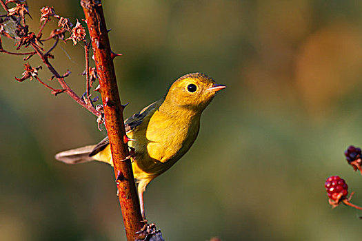 黄色,鸣禽,美洲黄莺,女性,新斯科舍省,加拿大