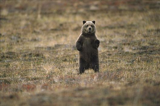 大灰熊,棕熊,站立,草,卡特麦国家公园,阿拉斯加