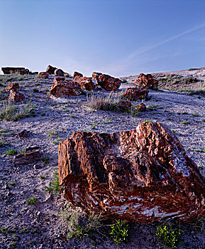 大块,石化,原木,沙漠,地面,石化森林国家公园,亚利桑那,大幅,尺寸