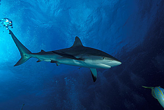 巴哈马,加勒比礁鲨