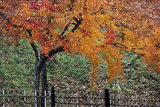 枫树,秋天,叶子,高山,日本,亚洲