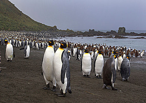 帝企鹅,生物群,风,海滩,东北方,海岸,麦夸里岛,南大洋