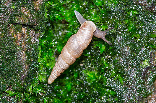野外状态的烟管蜗牛