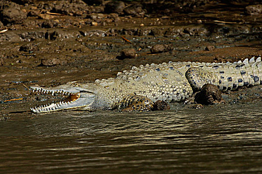 美洲鳄,鳄鱼,河边,哥斯达黎加