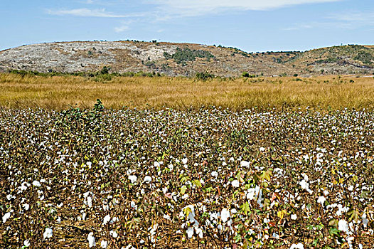 马达加斯加,塔那那利佛,棉花,地点,途中