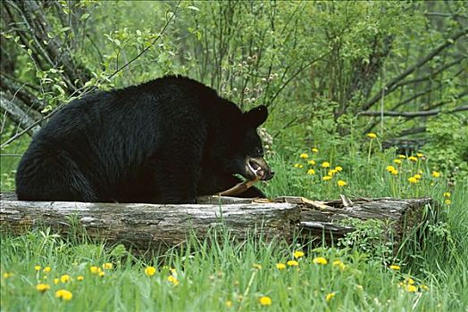 黑熊,美洲黑熊,分开,寻找,昆虫,吃