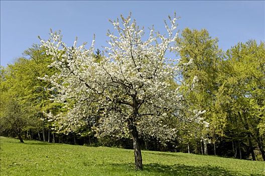 盛开,樱桃树,靠近,坏,上巴伐利亚,巴伐利亚,德国