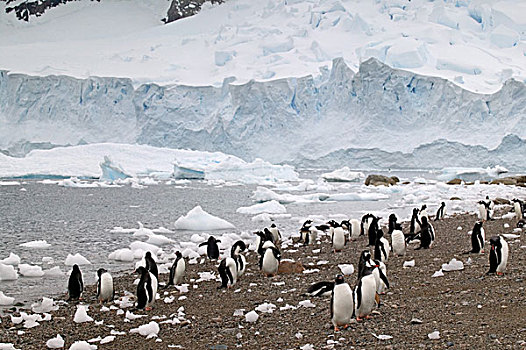 巴布亚企鹅,海岸线,港口