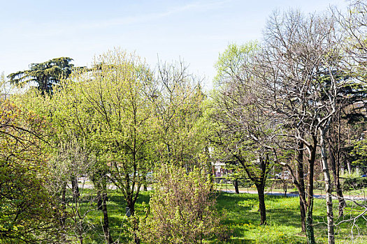 绿色,树,公园,维罗纳,城市,春天
