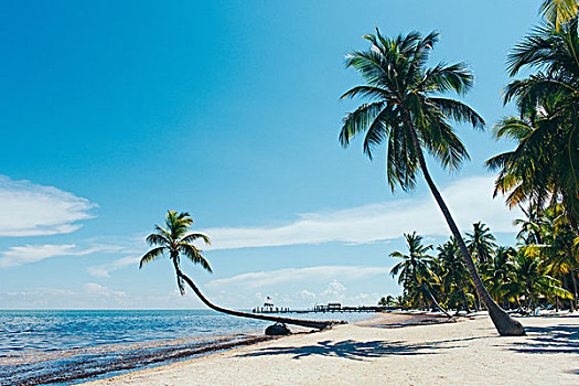 海滩,棕榈树,佛罗里达礁岛群,佛罗里达,美国