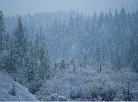 下雪,上方,树林