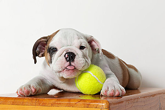英国斗牛犬,小狗,网球