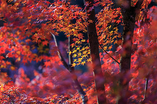 日本京都北野天满宫秋季枫叶,红色枫叶背景图