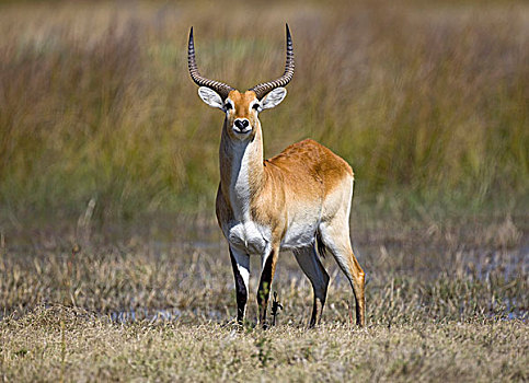 驴羚,莫雷米禁猎区,博茨瓦纳,非洲