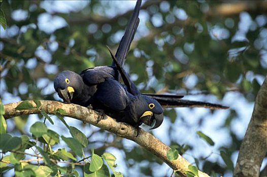 紫蓝金刚鹦鹉,一对,树上,潘塔纳尔,巴西