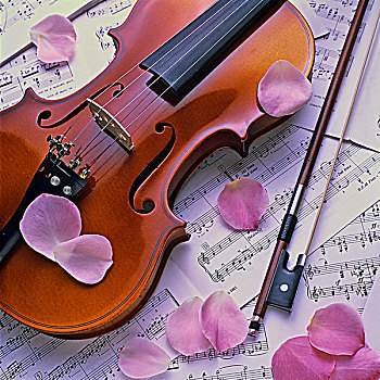 小提琴,乐谱,玫瑰花瓣