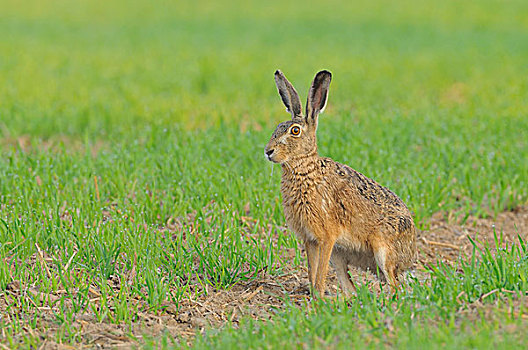 野兔,欧洲野兔,坐,地点,北莱茵威斯特伐利亚,德国,欧洲