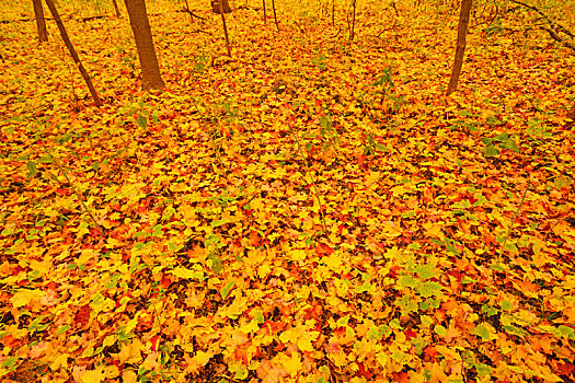 彩色,叶子,林中地面