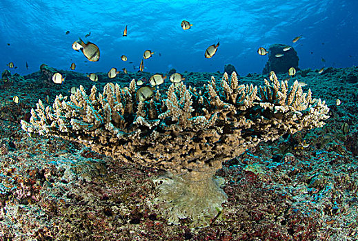 石头,珊瑚,巴布亚新几内亚