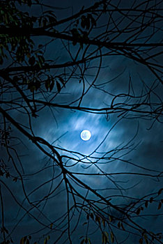 满月,风景,树枝,秋天,夜晚