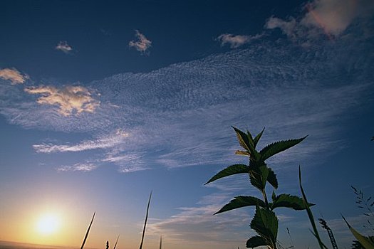 朝霞