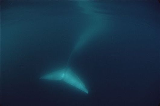 蓝鲸,尾部,水下,科特兹海,墨西哥