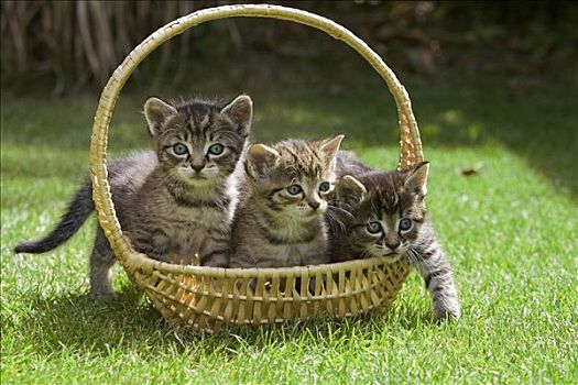 家猫,三个,小猫,篮子,德国