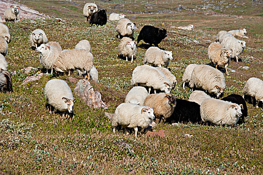 格陵兰,位置,东方,住宅区,绵羊,牧群,收入,大幅,尺寸