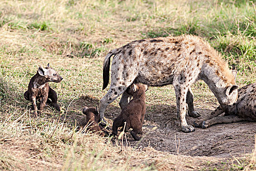 斑鬣狗,马赛马拉,家族,氏族,几个,幼兽,挨着,窝,问候,仪式,嗅,舔,区域,肯尼亚,非洲