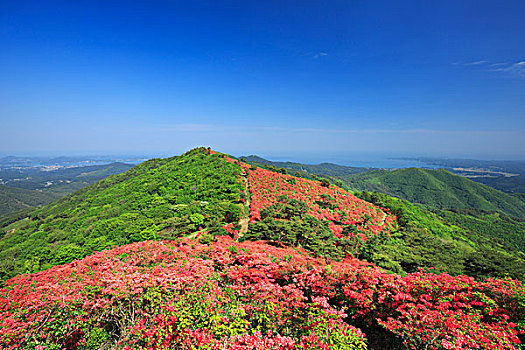 日本,杜鹃花,山,宫城县