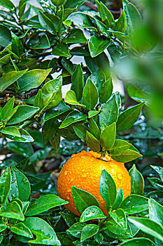 橘子,中国人过年过节最喜欢的水果之一,祈福拜拜讨吉利的水果,大吉大利