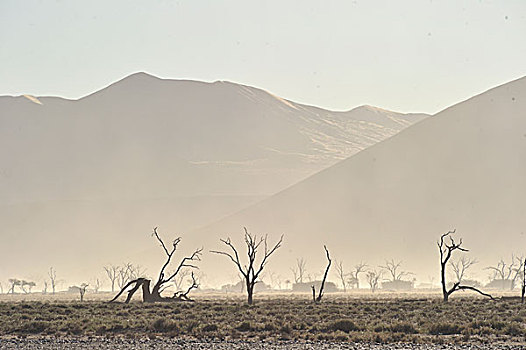 纳米比亚,纳米布沙漠,纳米比诺克陆夫国家公园,索苏维来地区,沙丘